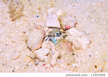 Ring Eye Jaw Ring Eye Jaw 11805066