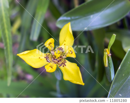 Three Plus Three Petal. 11805280