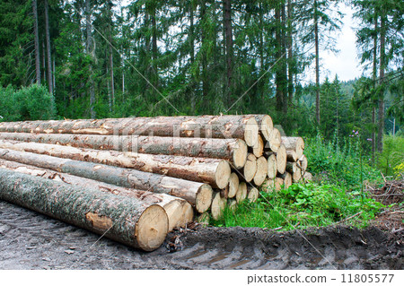 felled pine tree trunks in the forest 11805577