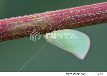 Aoi Bahagoromo 11805705