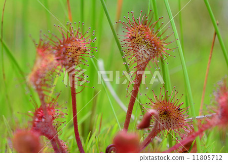 威爾士洋蔥 威爾士洋蔥 11805712