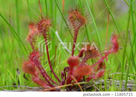 Welsh onion 11805715