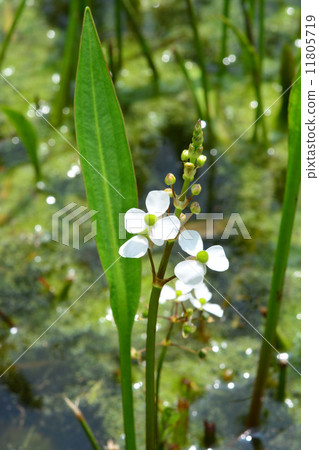 Agnatus Agnatus 11805719