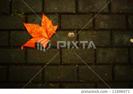 Maple Maple 11806071