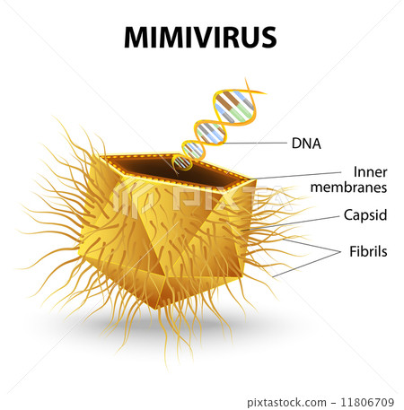 Mimivirus Mimivirus 11806709