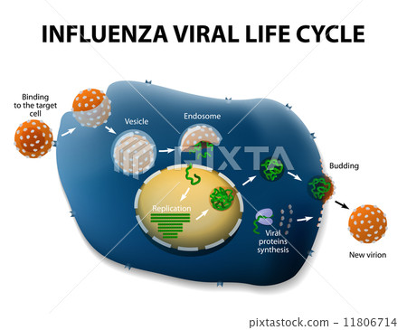 Influenza Virus Replication Cycle Influenza Virus Replication Cycle 11806714