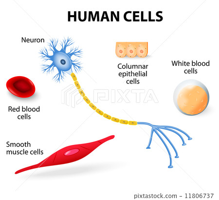 Human cell collection 11806737