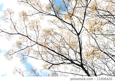 生育的種子 11806820