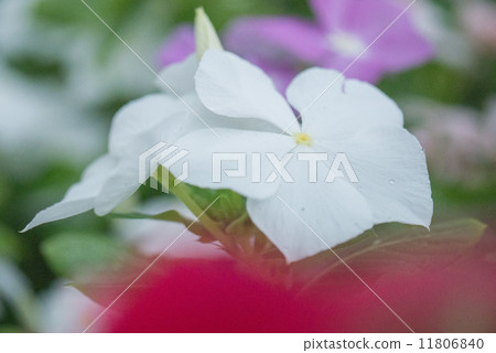 Nichinichiso Nichinichiso 11806840