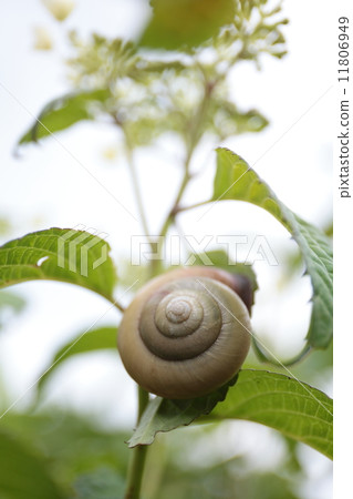 Snail 11806949