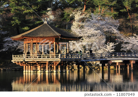 Cherry Blossoms in full bloom Cherry Blossoms in full bloom 11807049