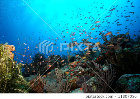 Flock of goldfish doll Flock of goldfish doll 11807056