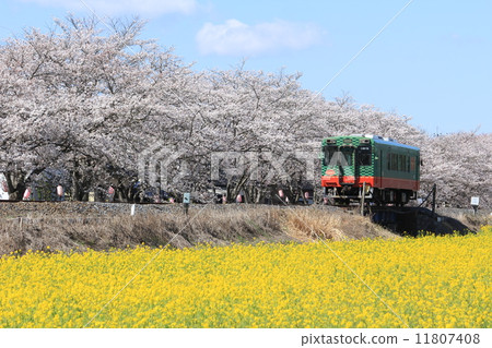Moka railway running a row of cherry blossom trees and rape fields 11807408