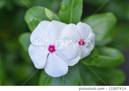 Nichinichiso Nichinichiso 11807414