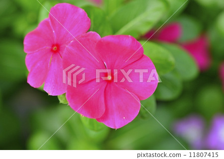 Nichinichiso Nichinichiso 11807415