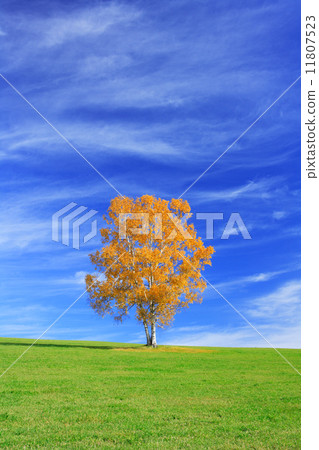 Biei Town, Hokkaido One tree and autumn leaves Biei Town, Hokkaido One tree and autumn leaves 11807523