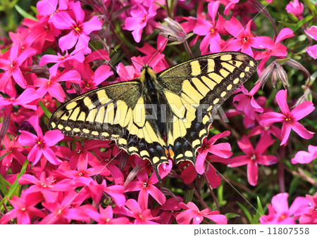 Flower garden 11807558