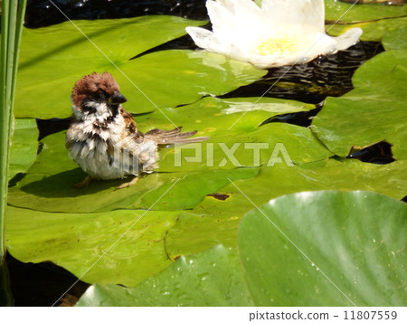 Sparrows bathed in water lily leaves. 11807559