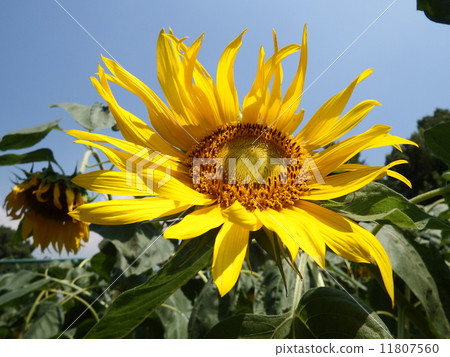 A sunflower turning his face dignified in the sun. A sunflower turning his face dignified in the sun. 11807560