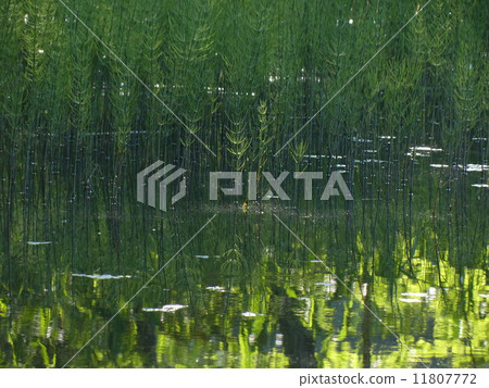 水生植物_ 1 11807772