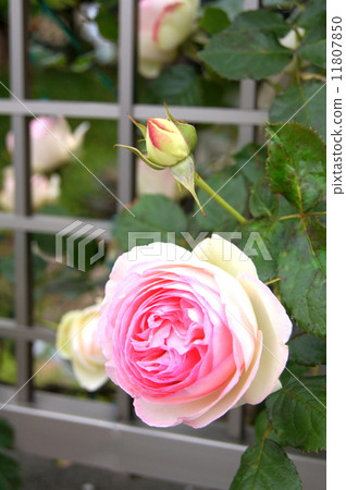 Pierre de Ronzaru的花園 11807850