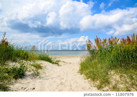 Path to the beach Path to the beach 11807976