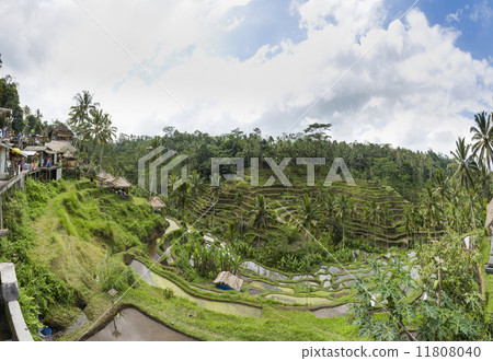 Panoramic shooting of Tegallaran, Rice Terrace 11808040