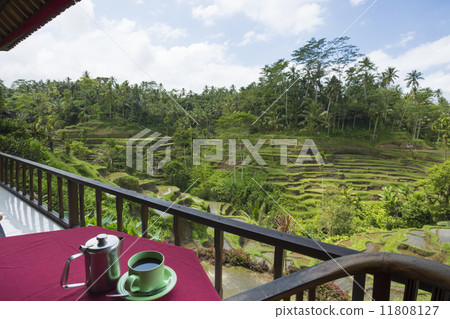喝咖啡休息時看著水稻梯田 11808127