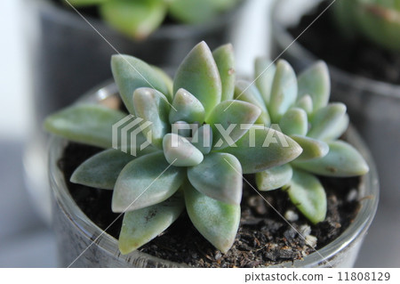 Succulent plants 11808129