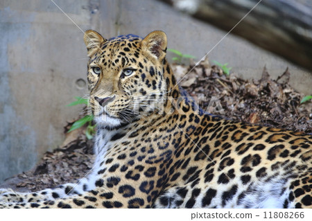 Amur leopard 11808266