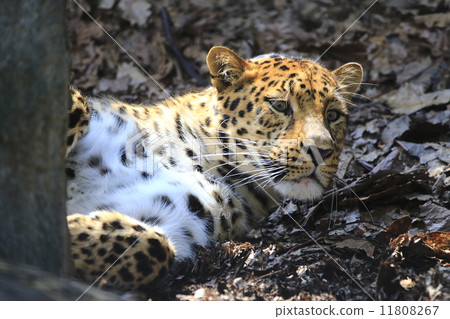 Amur leopard Amur leopard 11808267