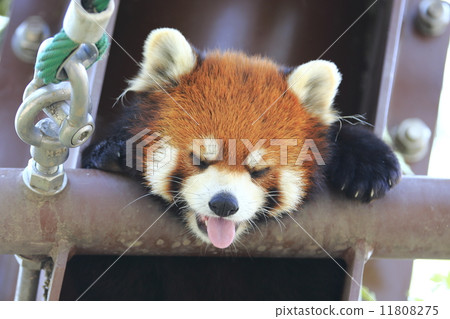 Lesser panda 11808275