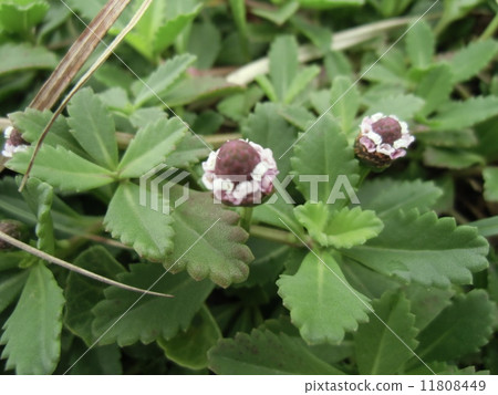 Flower grows from early summer to autumn Continuing to bloom Flower of Iwadarezou 11808449