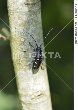 Affiliation Affiliation 11808541