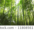  Bamboo grove 11808561