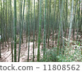  Bamboo grove 11808562