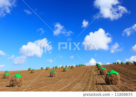 Hokkaido Biei town red bean field and tears cloud 11808655