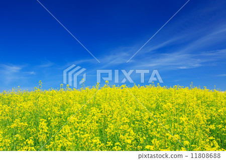 Flowers and striped clouds in Hikari Biei town 11808688