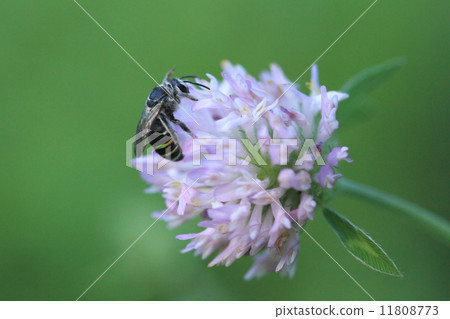 Living things Insects Aossei beech, I will show you from the time of Higanishi. It seems that it is an inherent species of East Asia 11808773