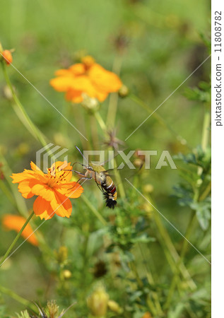 Ooskashiba to absorb nectar from kivana cosmos Ooskashiba to absorb nectar from kivana cosmos 11808782