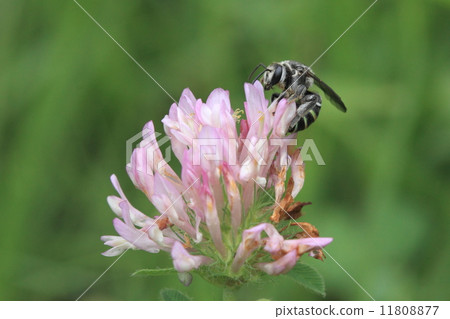 Living thing Insects Aosugi beech, small, cute and beautiful bee Living thing Insects Aosugi beech, small, cute and beautiful bee 11808877