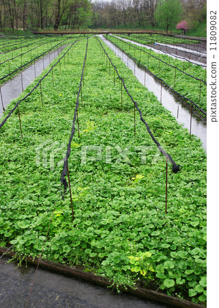 Daio Wasabi Farm Daio Wasabi Farm 11809082
