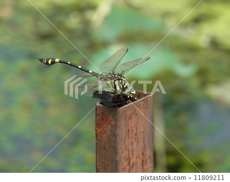 Taiwan Uchiyayama who preyed butterfly Taiwan Uchiyayama who preyed butterfly 11809211
