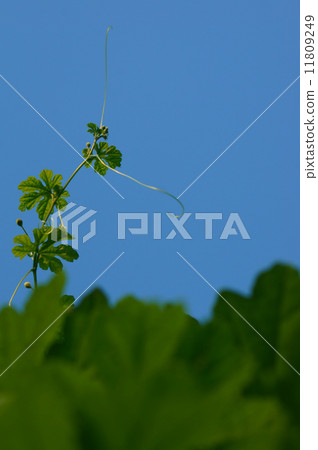 Stem of goya stretching in the sky 11809249