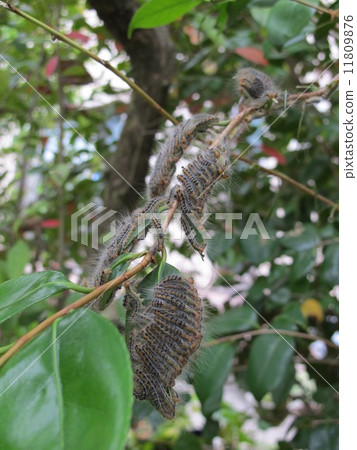 Dokuga larva Dokuga larva 11809876