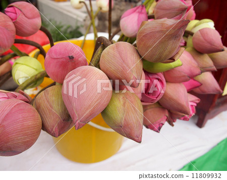 lotus, bud, lotus flower 11809932