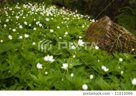 Chrysanthemums 11810066