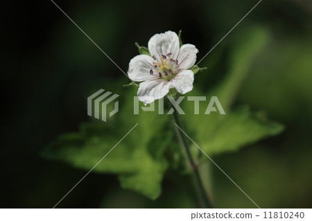 It is a universal folk medicine named "Natural Plant Genome shouko", "Evidence is Effective" ① It is a universal folk medicine named "Natural Plant Genome shouko", "Evidence is Effective" ① 11810240
