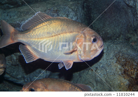 Wild dog Wild dog 11810244