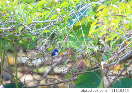 Konbaku Konpaku 11810263